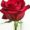 red-rose-the-little-flower-shop-florist-london-bouquet-builder-florist-london