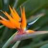bird-of-paradise-bouquet-builder-the-little-flower-shop-florist-london-build-a-bouquet-online