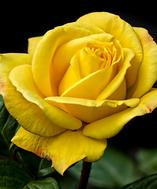 yellow-rose-bouquet-builder-build-your-own-bouquet-florist-london