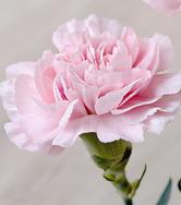 Carnation-bouquet-builderPink Flowers Flowers Carnation Pink Pink