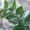 ruscus-foliage-bouquet-builder-the-little-flower-shop