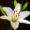 white lily-bouquet-builder-build-your-own-bouquet-online