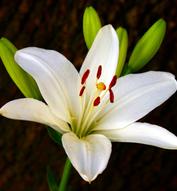 white lily-bouquet-builder-build-your-own-bouquet-online