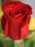 sweetheart-rose-bouquet-builder-the-little-flower-shop-florist