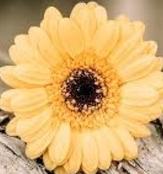 bouquet-builder-yellow-gerbera-build-a-bouquet-online-the-little-flower-shop-florist-london