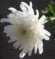 chrysanthemums-bouquet-builder-the-little-flower-shop-florist-london