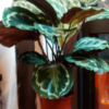 Calathea _indoor plants online_house plants online_The Little Flowershop-min