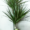 indoor plants-house-plants-plants-for-office-and-space-the-little-flower-shopDracaena in pot medium-min