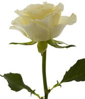 white-rose-bouquet-builder-build-a-bouquet-online-thwe-little-flower-shop
