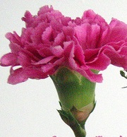 bouquet-builder-pink-carnation-hot-pink-rose-the-little-flower-shop-florist-london-bouquet-builder-build-a-bouquet-clapham-uk-delivery-brixton-delivery-streatham-flowers-bouquet