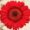 bouquet-builder-red-gerberas-build a bouquet online the little flower shop -GERBERAS-revised