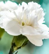 White-carnations-Flowers Carnation Color Bloom