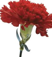 red-carnation-the-little-flower-shop-florist-london-bouquet-builder