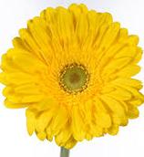 yellow-gerberas-bouquet-builder-flowers-the-little-flower-shop