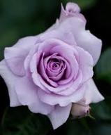 lilac-purple-rthe-little-flower-shop-florist-london-bouquet-builderose