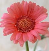 bouquet-builder-pink-gerberas-the-little-flower-shop-Flowers Blossom Floral Bloom Flora Pink Gerbera