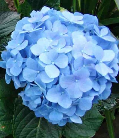 bouquet-builder-hydrangea stem_blue hydrangea plant_outdoor plants_plants_hydrangea_plants online_order plants_plant delivery_flower shop_florist-min