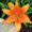 orange lily the little flower shop bouquet builder florist london