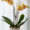 orchid yellow_orchids_orchid plant_plants_plant delivery_plants online_flower shop_florist_floirst online_indoor plants