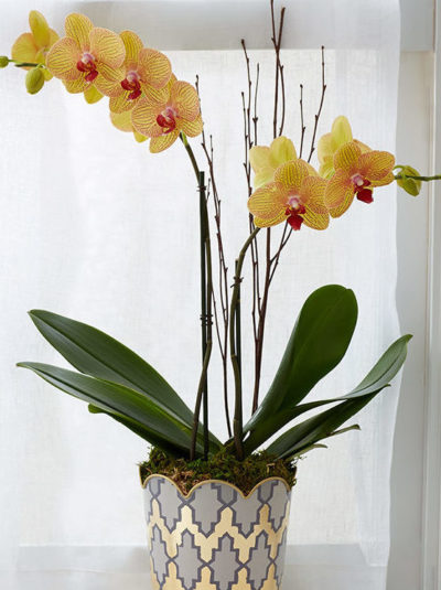 orchid yellow_orchids_orchid plant_plants_plant delivery_plants online_flower shop_florist_floirst online_indoor plants