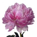 peonies-pink-peonies-white-peonies-bouquet-builder-peony-the-little-flower-shop-e1552250831859