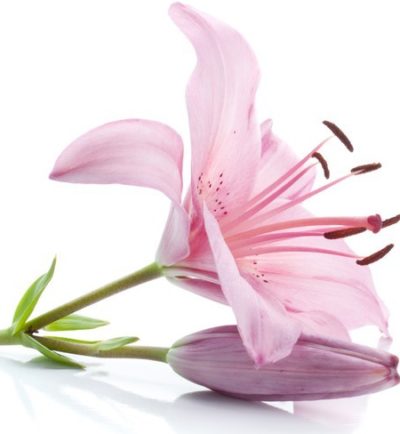 Pink lily-bouquet-builder-the-ittle-flower-shop-exotic-flowers-online
