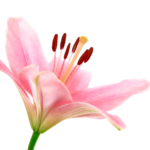 pink-lily-bouquet-builder-the-little-flower-shop