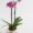 puple flowers_purple orchid_pink orchid_buy orchids_orchids_orchid plant_plants_plant delivery_plants online_flower shop_florist_floirst online_indoor plants-min