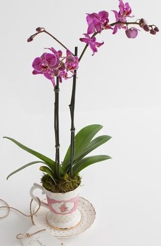 puple flowers_purple orchid_pink orchid_buy orchids_orchids_orchid plant_plants_plant delivery_plants online_flower shop_florist_floirst online_indoor plants-min