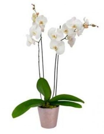 white-orchid-plant-the-little-flower-shop-london-florist-plant-shop-uk-delivery