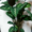 Calathea (Speckled) -order indoor plants online - house plants The Little Flowershop-min-min