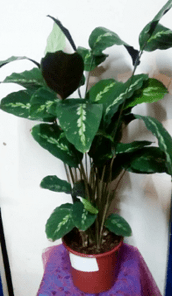 Calathea (Speckled) -order indoor plants online - house plants The Little Flowershop-min-min