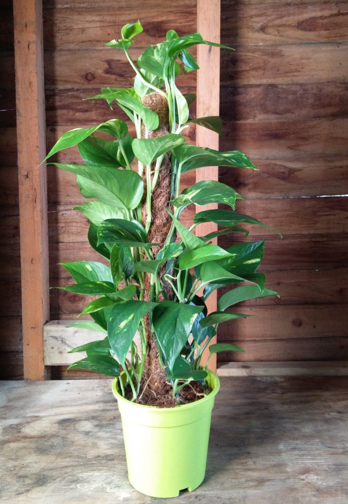 Creeper | Exotic Indoor Plants Online | The Little Flower Shop