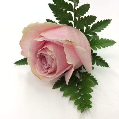 rose-buttonhole-weddings-wedding flowers-groom-buttonhole-the-little-flower-shop-wedding-flowers-for-men-boutonniere-buttonhole-best-man-flowers