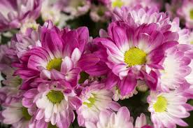 pink chrysanthemum the little flower shop bouquet builder florist london2