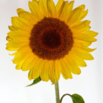 sunflower-the-little-flower-shop-bouquet-builder-florist-london-flowers-by-post-flower-shop-mothers-day-same-day-delivery