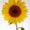 sunflower-the-little-flower-shop-bouquet-builder-florist-london-flowers-by-post-flower-shop-mothers-day-same-day-delivery