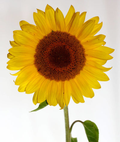 sunflower-the-little-flower-shop-bouquet-builder-florist-london-flowers-by-post-flower-shop-mothers-day-same-day-delivery