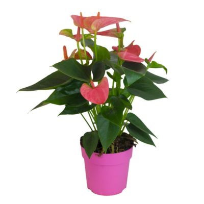 anthurium-pink-indoor-plants-the-little-flower-shop-london-florist-london-clapham-brixton-plant-delivery-mothers-day-plants