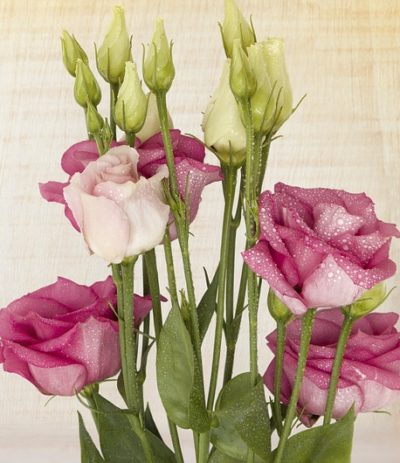 lisianthus-bouquet-builder-the-little-flower-shop-white-lisianthus-pink-lisianthus-florist-london-uk-delivery-build-your-own-bouquet