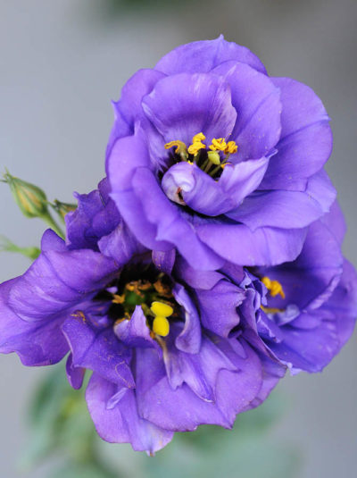 lisianthus-bouquet-builder-the-little-flower-shop-white-lisianthus-purple-lisianthus-florist-london-uk-delivery-build-your-own-bouquet