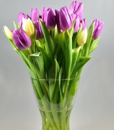 tulip-purple-pink-tulip-bouquet-large-tulip-flower-bouquet-mothers-day-flowers-the-little-flower-shop-florist-london-brixton-flowers-clapham