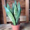 MOTHER-IN-LAWS-TONGUE-Sansevieria-min-SNAKE-PLANT-THE-LITTLE-FLOWER-SHOP-PLANT-SHOP-FLORIST-UK-DELIVERY-GARDEN-CENTRE
