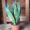 MOTHER-IN-LAWS-TONGUE-Sansevieria-min-SNAKE-PLANT-THE-LITTLE-FLOWER-SHOP-PLANT-SHOP-FLORIST-UK-DELIVERY-GARDEN-CENTRE