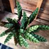 calathea-indoor-plants-hose-plants-the-little-flower-shop