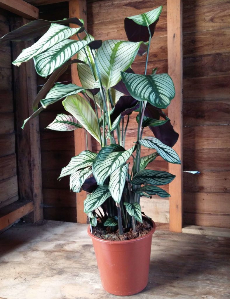 Calathea Orbifolia Exotic House Plants Online The Little Flower Shop