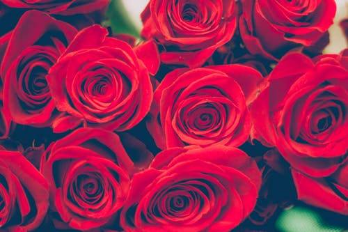 VALENTINES RED ROSES PROMO-THE-LITTLE-FLWOER-SHOP-VALENTINES-FLOWERS-ONLINE-CLAPHAM-BRIXTON-STREATHAM-LONDON